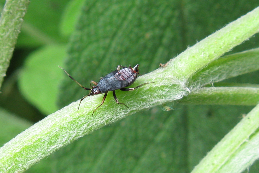 Ninfe e adulti di Deraeocoris flavilinea